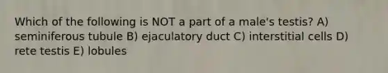 Which of the following is NOT a part of a male's testis? A) seminiferous tubule B) ejaculatory duct C) interstitial cells D) rete testis E) lobules