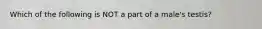 Which of the following is NOT a part of a male's testis?