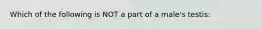 Which of the following is NOT a part of a male's testis: