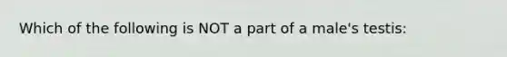 Which of the following is NOT a part of a male's testis: