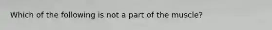 Which of the following is not a part of the muscle?