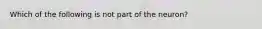 Which of the following is not part of the neuron?