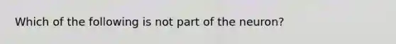 Which of the following is not part of the neuron?