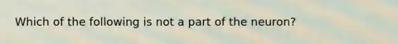 Which of the following is not a part of the neuron?