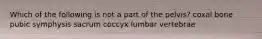 Which of the following is not a part of the pelvis? coxal bone pubic symphysis sacrum coccyx lumbar vertebrae