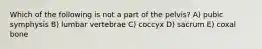 Which of the following is not a part of the pelvis? A) pubic symphysis B) lumbar vertebrae C) coccyx D) sacrum E) coxal bone