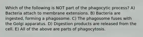 Which of the following is NOT part of the phagocytic process? A) Bacteria attach to membrane extensions. B) Bacteria are ingested, forming a phagosome. C) The phagosome fuses with the Golgi apparatus. D) Digestion products are released from the cell. E) All of the above are parts of phagocytosis.