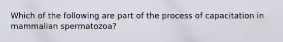 Which of the following are part of the process of capacitation in mammalian spermatozoa?