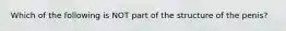 Which of the following is NOT part of the structure of the penis?