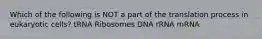 Which of the following is NOT a part of the translation process in eukaryotic cells? tRNA Ribosomes DNA rRNA mRNA