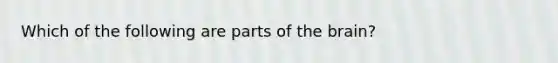 Which of the following are parts of the brain?