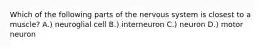 Which of the following parts of the nervous system is closest to a muscle? A.) neuroglial cell B.) interneuron C.) neuron D.) motor neuron