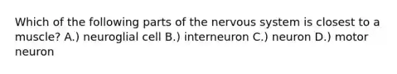 Which of the following parts of the nervous system is closest to a muscle? A.) neuroglial cell B.) interneuron C.) neuron D.) motor neuron