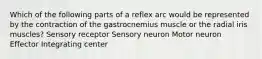 Which of the following parts of a reflex arc would be represented by the contraction of the gastrocnemius muscle or the radial iris muscles? Sensory receptor Sensory neuron Motor neuron Effector Integrating center