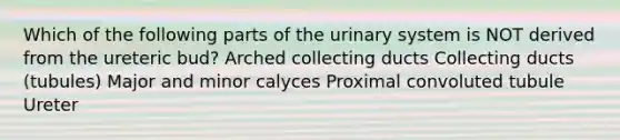 Which of the following parts of the urinary system is NOT derived from the ureteric bud? Arched collecting ducts Collecting ducts (tubules) Major and minor calyces Proximal convoluted tubule Ureter