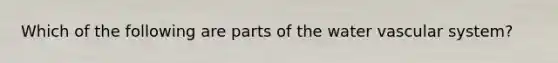 Which of the following are parts of the water vascular system?