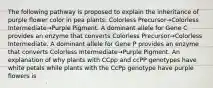 The following pathway is proposed to explain the inheritance of purple flower color in pea plants: Colorless Precursor→Colorless Intermediate→Purple Pigment. A dominant allele for Gene C provides an enzyme that converts Colorless Precursor→Colorless Intermediate. A dominant allele for Gene P provides an enzyme that converts Colorless Intermediate→Purple Pigment. An explanation of why plants with CCpp and ccPP genotypes have white petals while plants with the CcPp genotype have purple flowers is