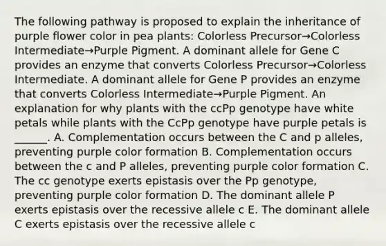 The following pathway is proposed to explain the inheritance of purple flower color in pea plants: Colorless Precursor→Colorless Intermediate→Purple Pigment. A dominant allele for Gene C provides an enzyme that converts Colorless Precursor→Colorless Intermediate. A dominant allele for Gene P provides an enzyme that converts Colorless Intermediate→Purple Pigment. An explanation for why plants with the ccPp genotype have white petals while plants with the CcPp genotype have purple petals is ______. A. Complementation occurs between the C and p alleles, preventing purple color formation B. Complementation occurs between the c and P alleles, preventing purple color formation C. The cc genotype exerts epistasis over the Pp genotype, preventing purple color formation D. The dominant allele P exerts epistasis over the recessive allele c E. The dominant allele C exerts epistasis over the recessive allele c