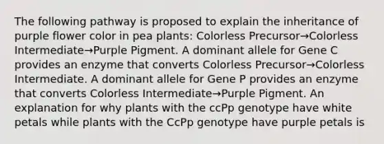 The following pathway is proposed to explain the inheritance of purple flower color in pea plants: Colorless Precursor→Colorless Intermediate→Purple Pigment. A dominant allele for Gene C provides an enzyme that converts Colorless Precursor→Colorless Intermediate. A dominant allele for Gene P provides an enzyme that converts Colorless Intermediate→Purple Pigment. An explanation for why plants with the ccPp genotype have white petals while plants with the CcPp genotype have purple petals is