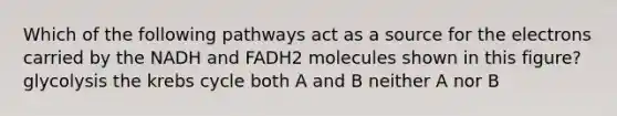 Which of the following pathways act as a source for the electrons carried by the NADH and FADH2 molecules shown in this figure? glycolysis the <a href='https://www.questionai.com/knowledge/kqfW58SNl2-krebs-cycle' class='anchor-knowledge'>krebs cycle</a> both A and B neither A nor B