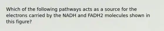 Which of the following pathways acts as a source for the electrons carried by the NADH and FADH2 molecules shown in this figure?