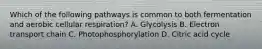 Which of the following pathways is common to both fermentation and aerobic cellular respiration? A. Glycolysis B. Electron transport chain C. Photophosphorylation D. Citric acid cycle