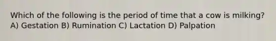 Which of the following is the period of time that a cow is milking? A) Gestation B) Rumination C) Lactation D) Palpation