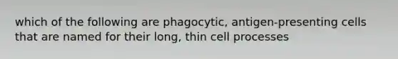 which of the following are phagocytic, antigen-presenting cells that are named for their long, thin cell processes