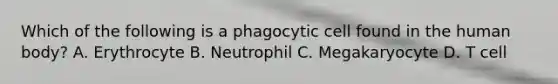 Which of the following is a phagocytic cell found in the human body? A. Erythrocyte B. Neutrophil C. Megakaryocyte D. T cell