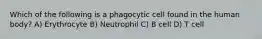 Which of the following is a phagocytic cell found in the human body? A) Erythrocyte B) Neutrophil C) B cell D) T cell