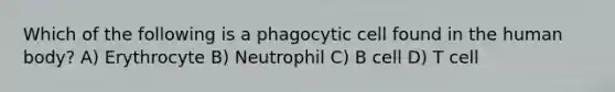 Which of the following is a phagocytic cell found in the human body? A) Erythrocyte B) Neutrophil C) B cell D) T cell