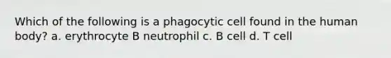 Which of the following is a phagocytic cell found in the human body? a. erythrocyte B neutrophil c. B cell d. T cell