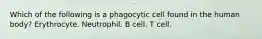 Which of the following is a phagocytic cell found in the human body? Erythrocyte. Neutrophil. B cell. T cell.