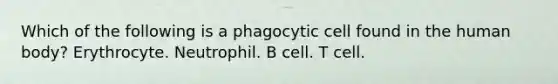 Which of the following is a phagocytic cell found in the human body? Erythrocyte. Neutrophil. B cell. T cell.