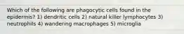 Which of the following are phagocytic cells found in the epidermis? 1) dendritic cells 2) natural killer lymphocytes 3) neutrophils 4) wandering macrophages 5) microglia