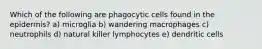 Which of the following are phagocytic cells found in the epidermis? a) microglia b) wandering macrophages c) neutrophils d) natural killer lymphocytes e) dendritic cells