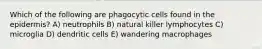 Which of the following are phagocytic cells found in the epidermis? A) neutrophils B) natural killer lymphocytes C) microglia D) dendritic cells E) wandering macrophages