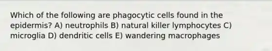 Which of the following are phagocytic cells found in the epidermis? A) neutrophils B) natural killer lymphocytes C) microglia D) dendritic cells E) wandering macrophages