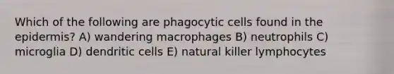 Which of the following are phagocytic cells found in the epidermis? A) wandering macrophages B) neutrophils C) microglia D) dendritic cells E) natural killer lymphocytes