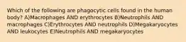 Which of the following are phagocytic cells found in the human body? A)Macrophages AND erythrocytes B)Neutrophils AND macrophages C)Erythrocytes AND neutrophils D)Megakaryocytes AND leukocytes E)Neutrophils AND megakaryocytes