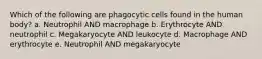 Which of the following are phagocytic cells found in the human body? a. Neutrophil AND macrophage b. Erythrocyte AND neutrophil c. Megakaryocyte AND leukocyte d. Macrophage AND erythrocyte e. Neutrophil AND megakaryocyte