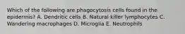 Which of the following are phagocytosis cells found in the epidermis? A. Dendritic cells B. Natural killer lymphocytes C. Wandering macrophages D. Microglia E. Neutrophils