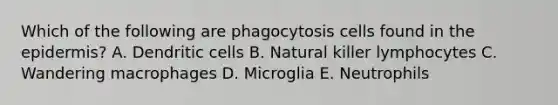 Which of the following are phagocytosis cells found in the epidermis? A. Dendritic cells B. Natural killer lymphocytes C. Wandering macrophages D. Microglia E. Neutrophils