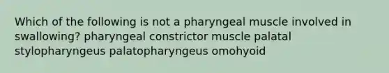 Which of the following is not a pharyngeal muscle involved in swallowing? pharyngeal constrictor muscle palatal stylopharyngeus palatopharyngeus omohyoid