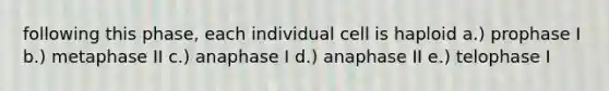 following this phase, each individual cell is haploid a.) prophase I b.) metaphase II c.) anaphase I d.) anaphase II e.) telophase I