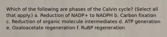 Which of the following are phases of the Calvin cycle? (Select all that apply.) a. Reduction of NADP+ to NADPH b. Carbon fixation c. Reduction of organic molecule intermediates d. ATP generation e. Oxaloacetate regeneration f. RuBP regeneration