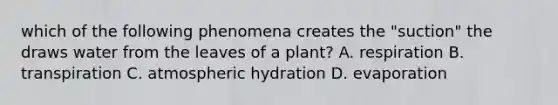 which of the following phenomena creates the "suction" the draws water from the leaves of a plant? A. respiration B. transpiration C. atmospheric hydration D. evaporation