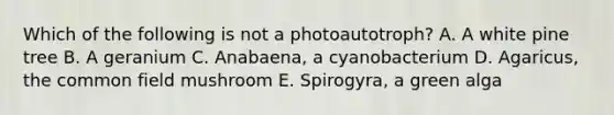 Which of the following is not a photoautotroph? A. A white pine tree B. A geranium C. Anabaena, a cyanobacterium D. Agaricus, the common field mushroom E. Spirogyra, a green alga