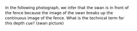 In the following photograph, we infer that the swan is in front of the fence because the image of the swan breaks up the continuous image of the fence. What is the technical term for this depth cue? (swan picture)