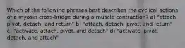 Which of the following phrases best describes the cyclical actions of a myosin cross-bridge during a muscle contraction? a) "attach, pivot, detach, and return" b) "attach, detach, pivot, and return" c) "activate, attach, pivot, and detach" d) "activate, pivot, detach, and attach"